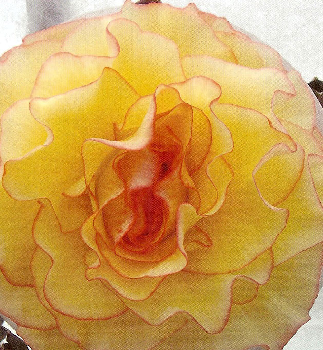 B. ‘Lyndsey Murray’